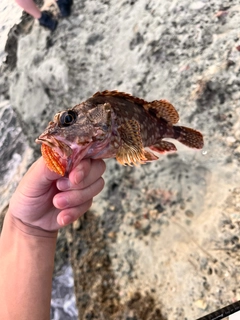 カサゴの釣果