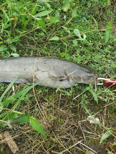 ナマズの釣果