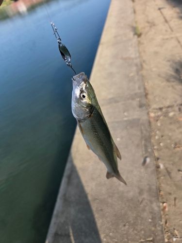 ウグイの釣果