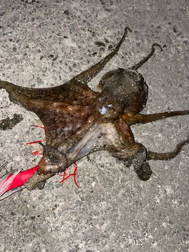 マダコの釣果