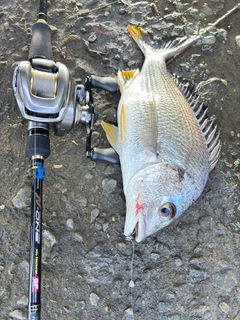キビレの釣果