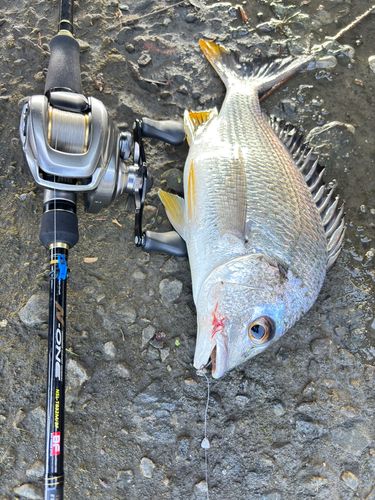 キビレの釣果