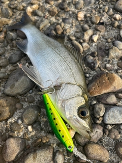 セイゴ（ヒラスズキ）の釣果