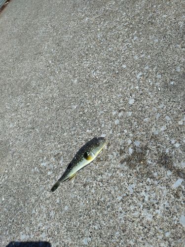 フグの釣果