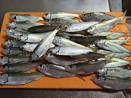サッパの釣果