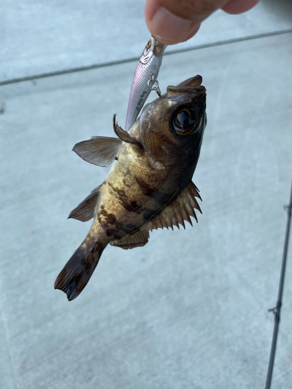 美品 月下美人 AIR 63XULB-T メバル Daiwa ダイワ 23 月下美人 AIR