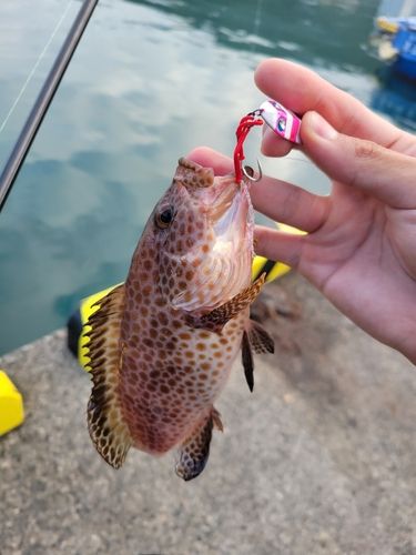 オオモンハタの釣果