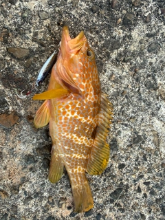 アコウの釣果
