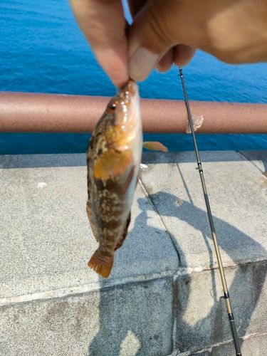 キジハタの釣果