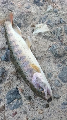 ヤマメの釣果