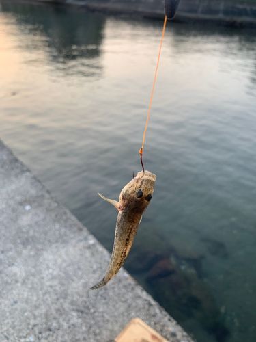 ハゼの釣果