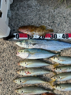 アジの釣果