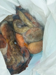 マダコの釣果