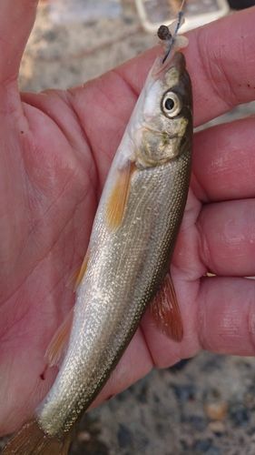 ウグイの釣果