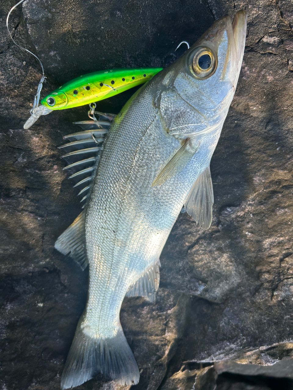 DAIWA 22HRF® (ハードロックフィッシュ) 86MHB・Qの最安値・インプレ