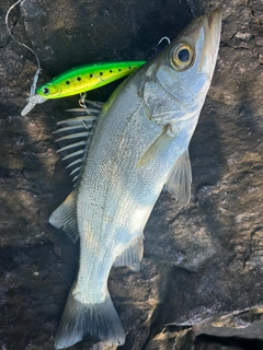 セイゴ（ヒラスズキ）の釣果