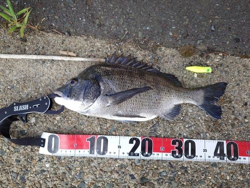 チヌの釣果