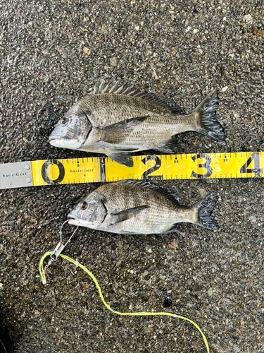 クロダイの釣果