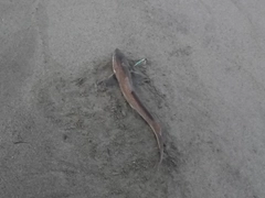 ドチザメの釣果