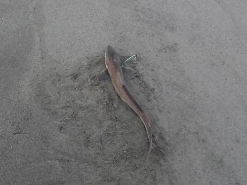 ドチザメの釣果