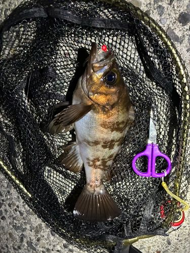 メバルの釣果