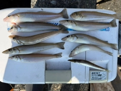 シロギスの釣果