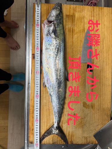 サゴシの釣果