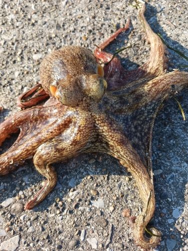 タコの釣果
