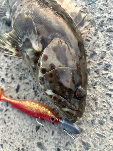 チャイロマルハタの釣果