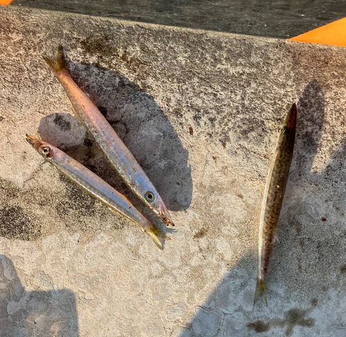 カマスの釣果