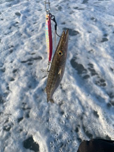 アカカマスの釣果