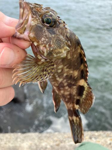 カサゴの釣果