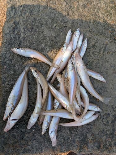 キスの釣果
