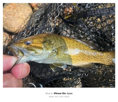 スモールマウスバスの釣果