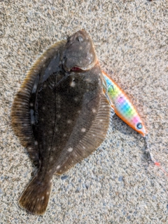ソゲの釣果
