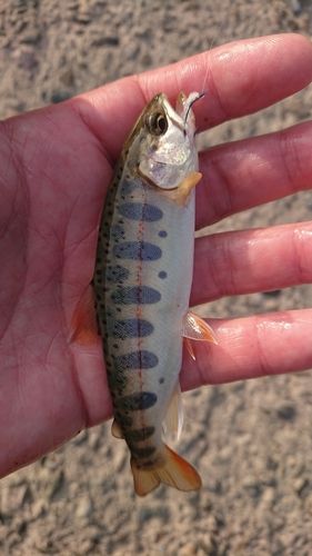 アマゴの釣果