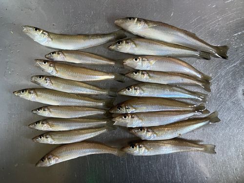 キスの釣果