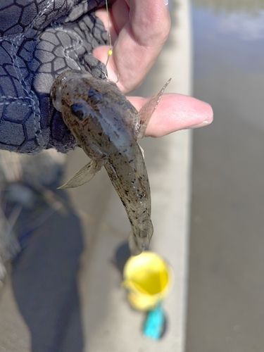 マハゼの釣果
