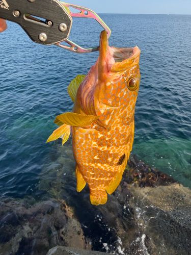 キジハタの釣果