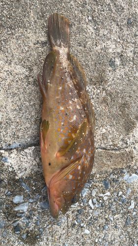 キジハタの釣果