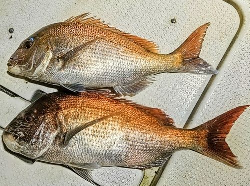 マダイの釣果
