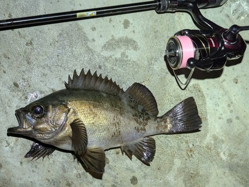 メバルの釣果