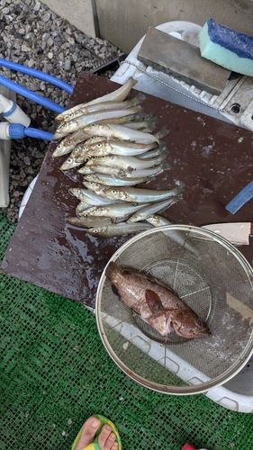 シロギスの釣果