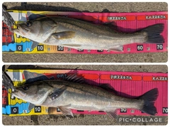 シーバスの釣果