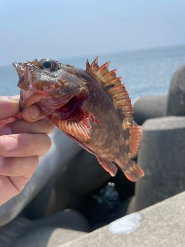 カサゴの釣果