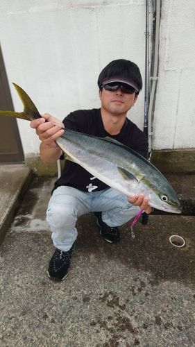 ワラサの釣果