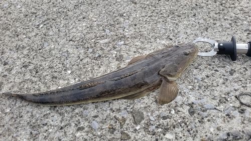マゴチの釣果