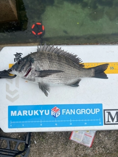 クロダイの釣果