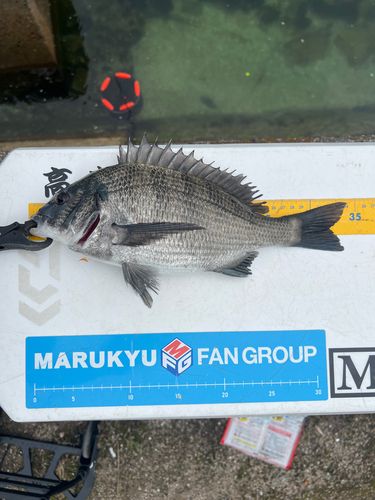クロダイの釣果