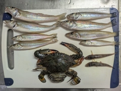 シロギスの釣果